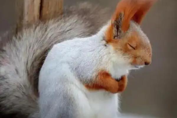松鼠有什么品种，魔王松鼠、岩松鼠等品种很常见