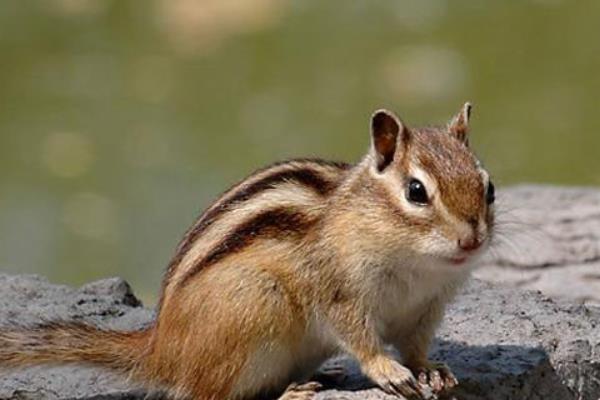 松鼠有什么品种，魔王松鼠、岩松鼠等品种很常见