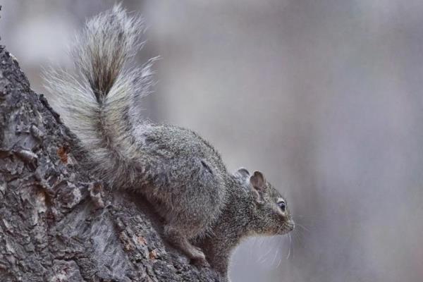松鼠有什么品种，魔王松鼠、岩松鼠等品种很常见