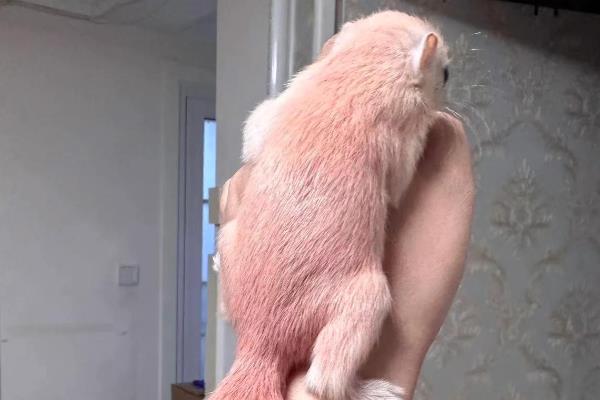 松鼠有什么品种，魔王松鼠、岩松鼠等品种很常见