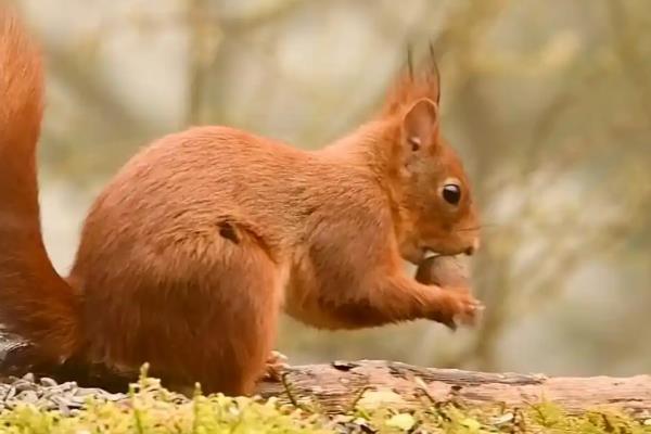 松鼠有什么品种，魔王松鼠、岩松鼠等品种很常见