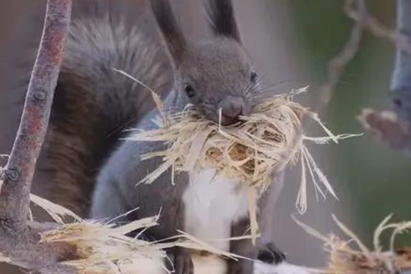 松鼠有什么品种，魔王松鼠、岩松鼠等品种很常见