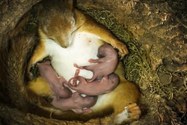 松鼠有什么品种，魔王松鼠、岩松鼠等品种很常见
