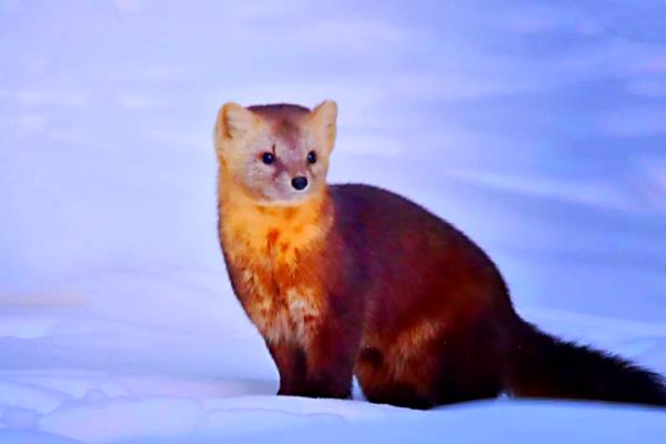 松鼠有什么品种，魔王松鼠、岩松鼠等品种很常见