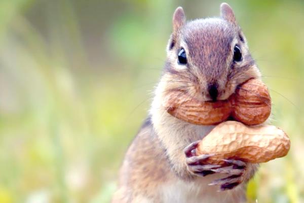 松鼠有什么品种，魔王松鼠、岩松鼠等品种很常见