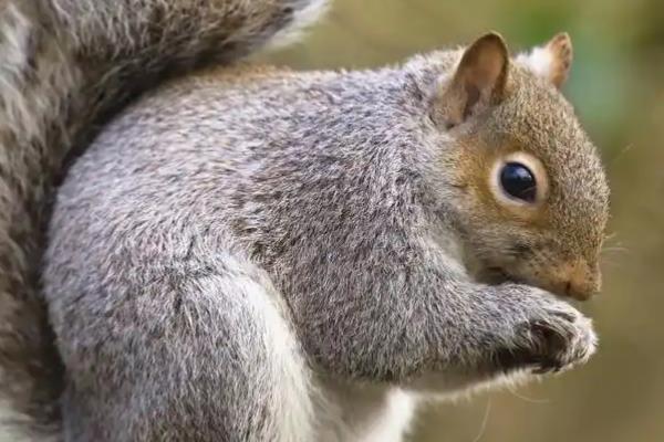 松鼠有什么品种，魔王松鼠、岩松鼠等品种很常见
