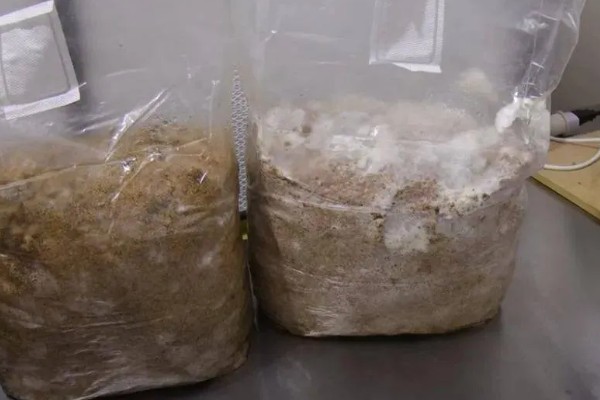 大棚香菇一年可以收几次,一般可以收1-2次