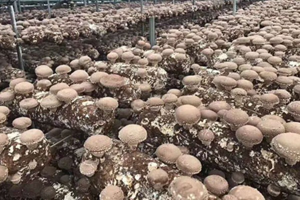 大棚香菇一年可以收几次,一般可以收1-2次