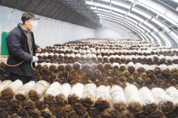 大棚香菇一年可以收几次,一般可以收1-2次