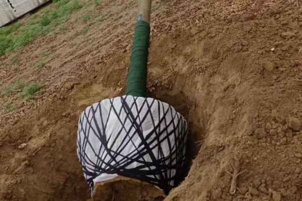 黄山栾树是乔木吗，黄山栾是落叶乔木