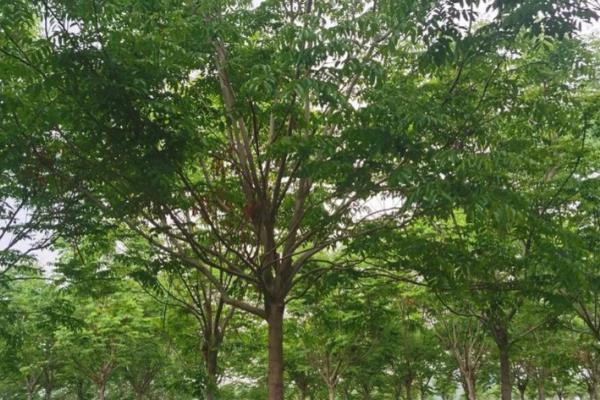 黄山栾树是乔木吗，黄山栾是落叶乔木