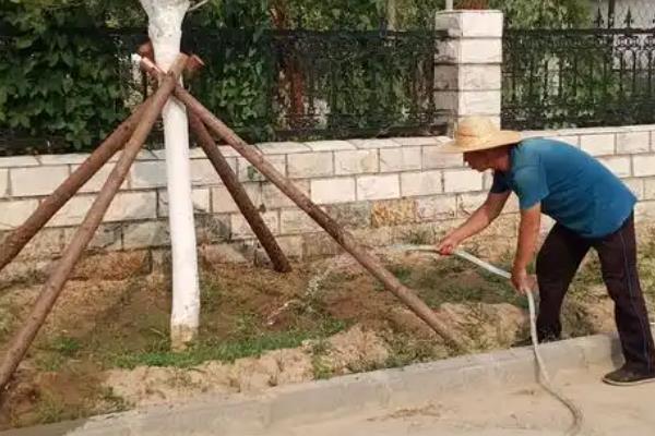 黄山栾树是乔木吗，黄山栾是落叶乔木