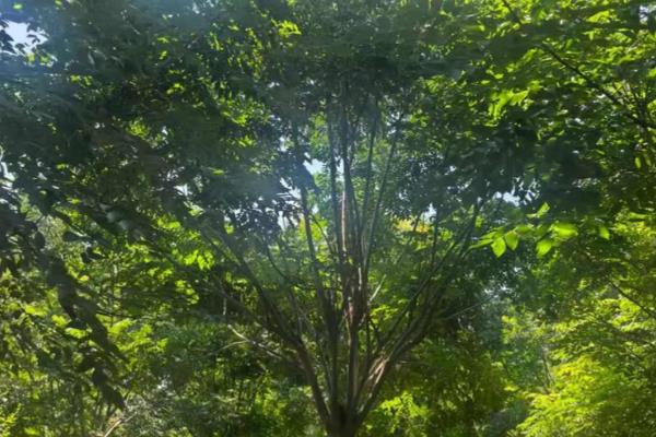 黄山栾树是乔木吗，黄山栾是落叶乔木