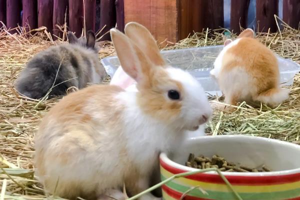 饲养兔子的注意事项，需提供磨牙工具避免它啃咬兔笼