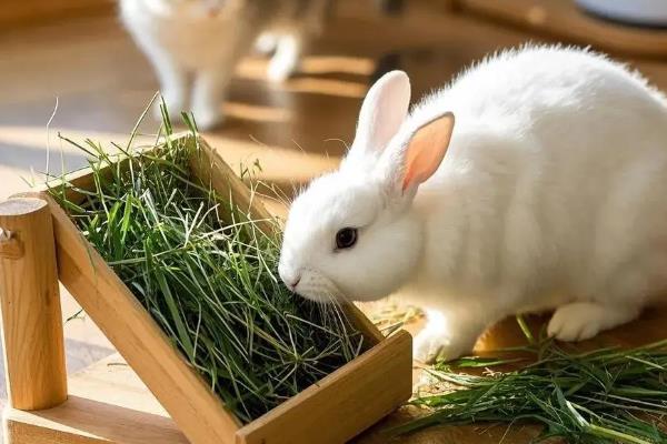 饲养兔子的注意事项，需提供磨牙工具避免它啃咬兔笼