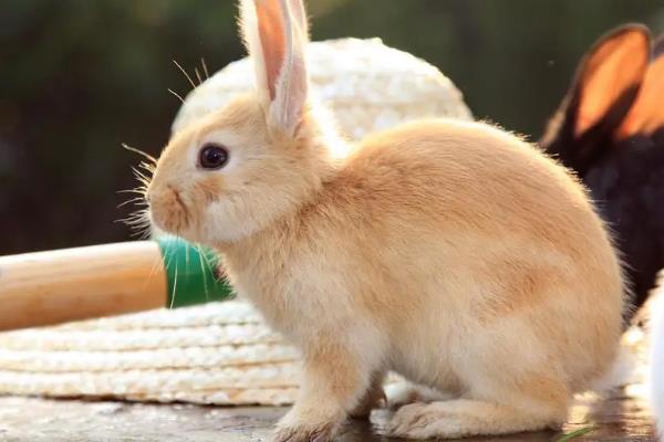 饲养兔子的注意事项，需提供磨牙工具避免它啃咬兔笼