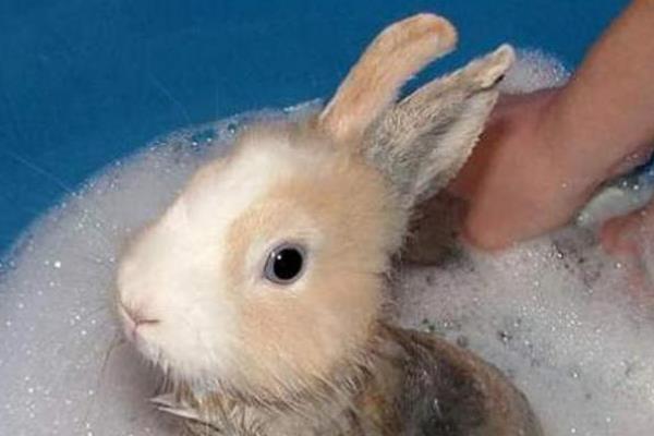饲养兔子的注意事项，需提供磨牙工具避免它啃咬兔笼