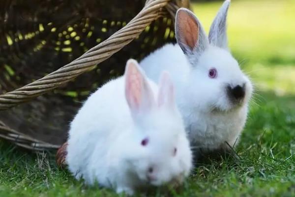 饲养兔子的注意事项，需提供磨牙工具避免它啃咬兔笼
