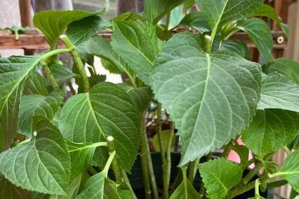 秋天怎么修剪绣球花，秋天可摘心打顶