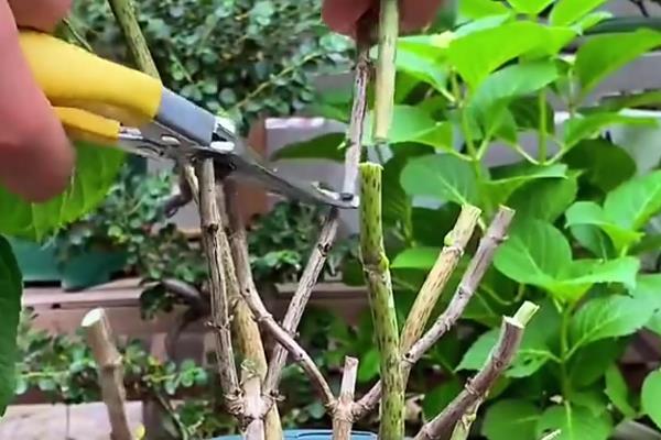 秋天怎么修剪绣球花，秋天可摘心打顶