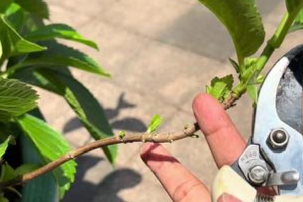 秋天怎么修剪绣球花，秋天可摘心打顶