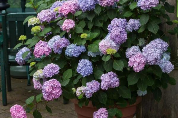 秋天怎么修剪绣球花，秋天可摘心打顶