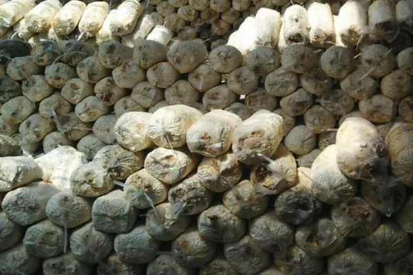 平菇菌袋可承受的温度，聚乙烯菌袋可承受的蒸汽温度为115℃以下