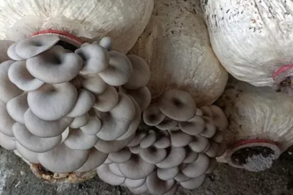 平菇菌袋可承受的温度，聚乙烯菌袋可承受的蒸汽温度为115℃以下