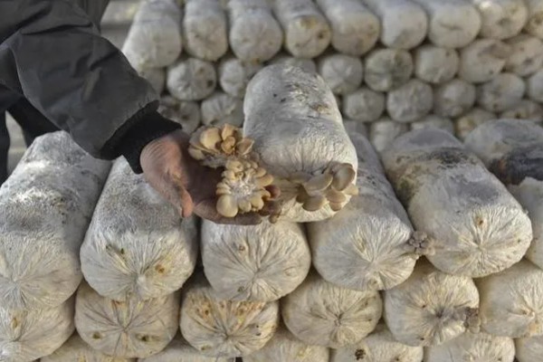平菇菌袋可承受的温度，聚乙烯菌袋可承受的蒸汽温度为115℃以下