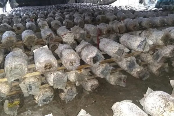 平菇菌袋可承受的温度，聚乙烯菌袋可承受的蒸汽温度为115℃以下