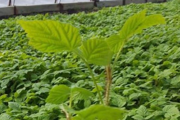 覆盆子的种植技术,土壤要求疏松肥沃、保水良好