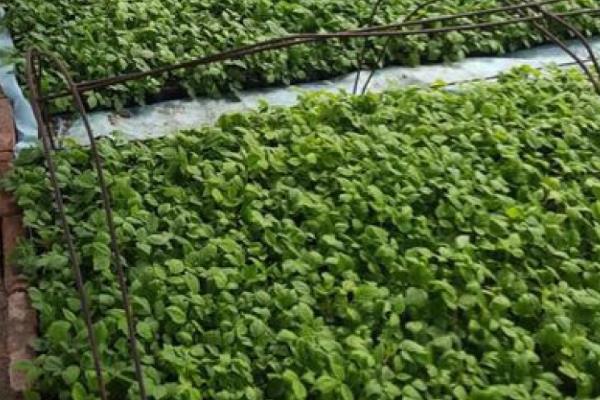 覆盆子的种植技术,土壤要求疏松肥沃、保水良好