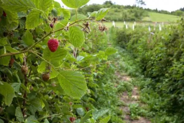 覆盆子的种植技术,土壤要求疏松肥沃、保水良好