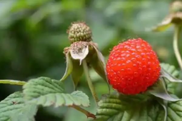 覆盆子的种植技术,土壤要求疏松肥沃、保水良好