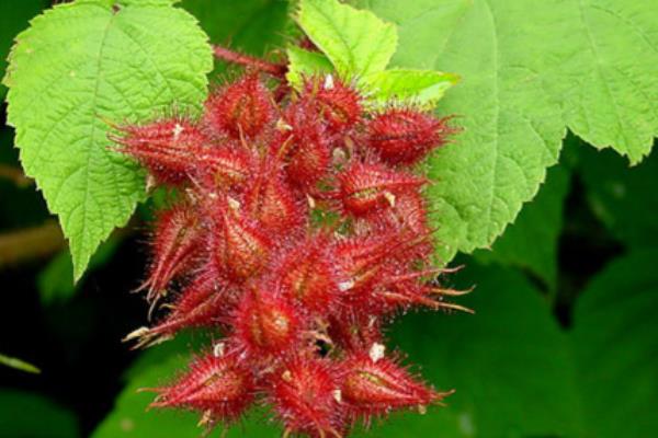 覆盆子的种植技术,土壤要求疏松肥沃、保水良好