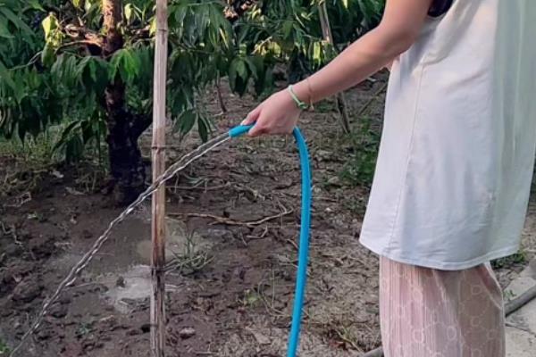 阳山水蜜桃的品种介绍，其果型大且色泽好看
