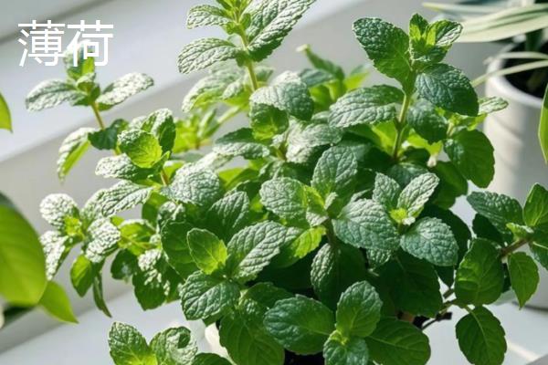 薄荷与留兰香的区别，株高、茎部、花序都不同