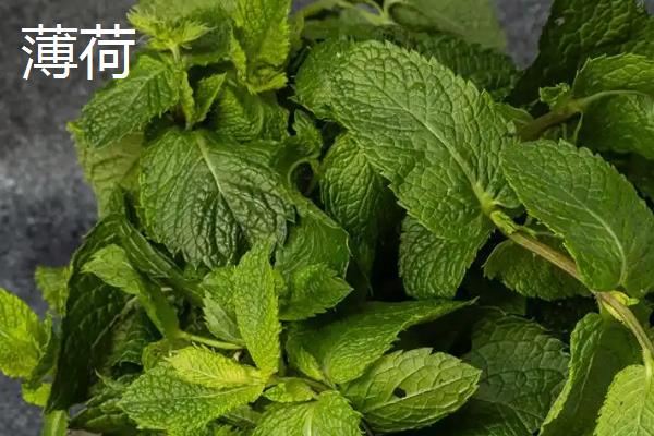 薄荷与留兰香的区别，株高、茎部、花序都不同