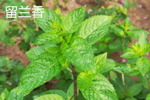 薄荷与留兰香的区别，株高、茎部、花序都不同