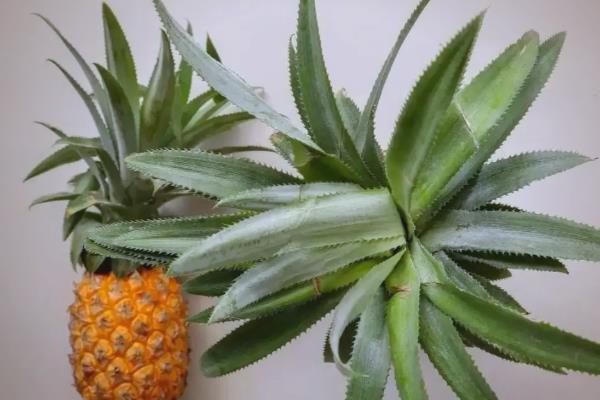 怎么盆栽种植菠萝根，温度不宜低于18℃