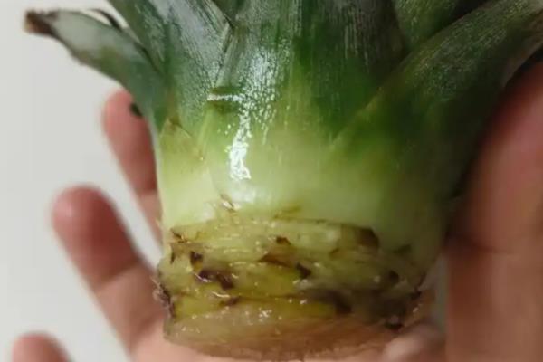 怎么盆栽种植菠萝根，温度不宜低于18℃