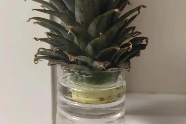 怎么盆栽种植菠萝根，温度不宜低于18℃