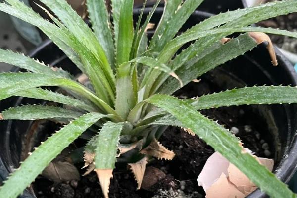 怎么盆栽种植菠萝根，温度不宜低于18℃