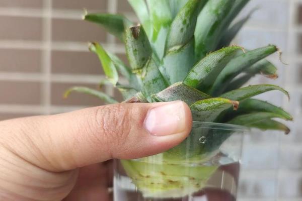 怎么盆栽种植菠萝根，温度不宜低于18℃