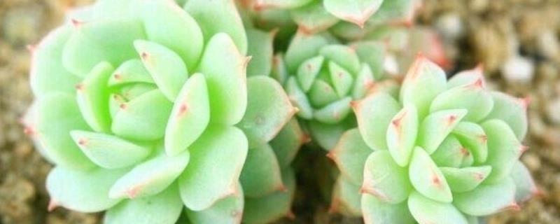 静夜砍头后的养护方法，可以给它适量的浇水