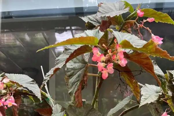 竹节海棠的种子如何繁殖,需挑选出饱满有光泽的种子