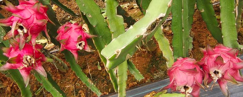 火龙果和昙花有什么区别，植株、开花时间等方面不同