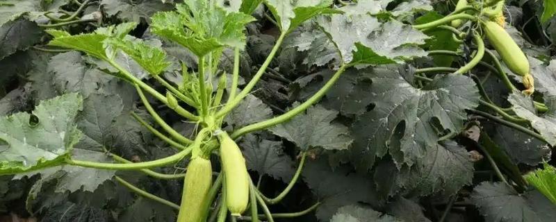 西葫芦从种植到采摘的时间，需要120-150天