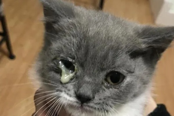 猫咪生病的信号,可从身体表现和行动方面做判断