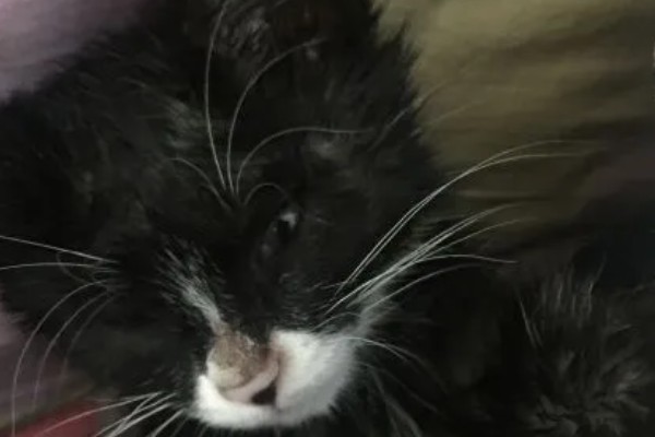 猫咪生病的信号,可从身体表现和行动方面做判断
